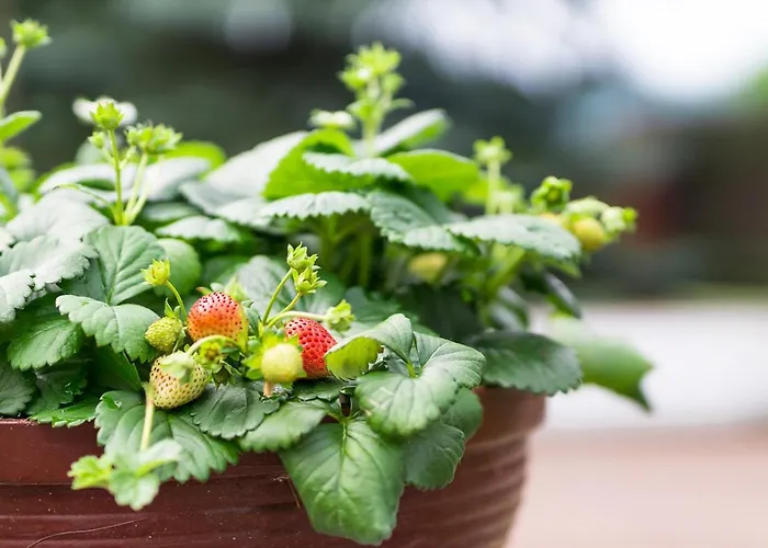 Apartment Dom Lub Z Widokiem Na Gory Wichrowe Wzgorza Z Basenem Brenna *