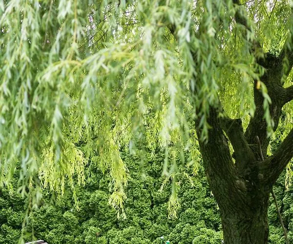 Apartment Dom Lub Z Widokiem Na Gory Wichrowe Wzgorza Z Basenem Brenna Ustron